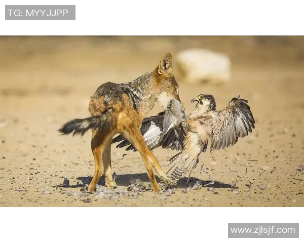 乌克兰与克罗地亚激战正酣争夺荣耀的殊死搏斗即将展开